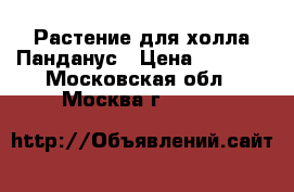 Растение для холла Панданус › Цена ­ 7 000 - Московская обл., Москва г.  »    